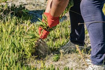 Extracción de garra de león en Balneario Solís, Maldonado. · Foto: Pablo Serrón