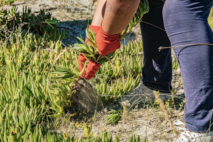 Extracción de Garra de león en el balneario Solís, Maldonado. · Foto: Pablo Serrón
