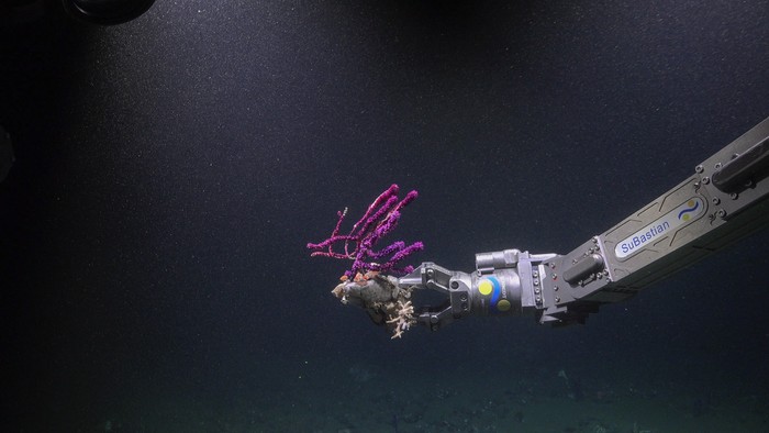 El ROV SuBastian toma una muestra de corales. Foto: ROV SuBastian/Schmidt Ocean Institute