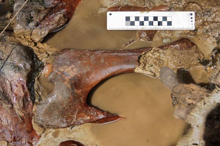 Fósil del perezoso Valgipes en el sitio Arroyo del Vizcaíno, 2019, al momento de su hallazgo. Foto Martín Batallés