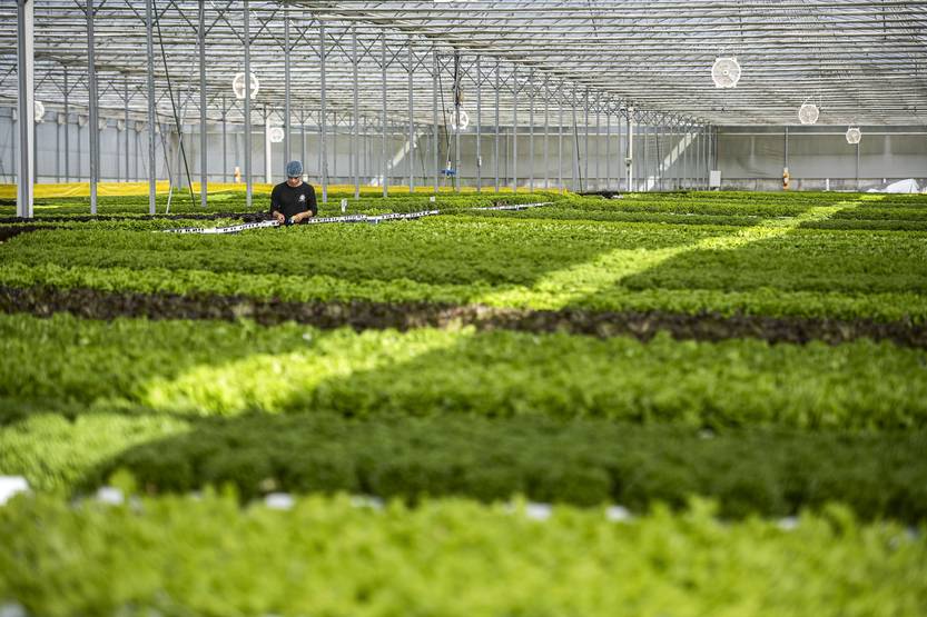 20251203 verdeagua 2