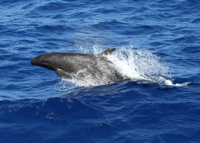 Falsa orca. Foto: Katy Johns (iNaturalist)