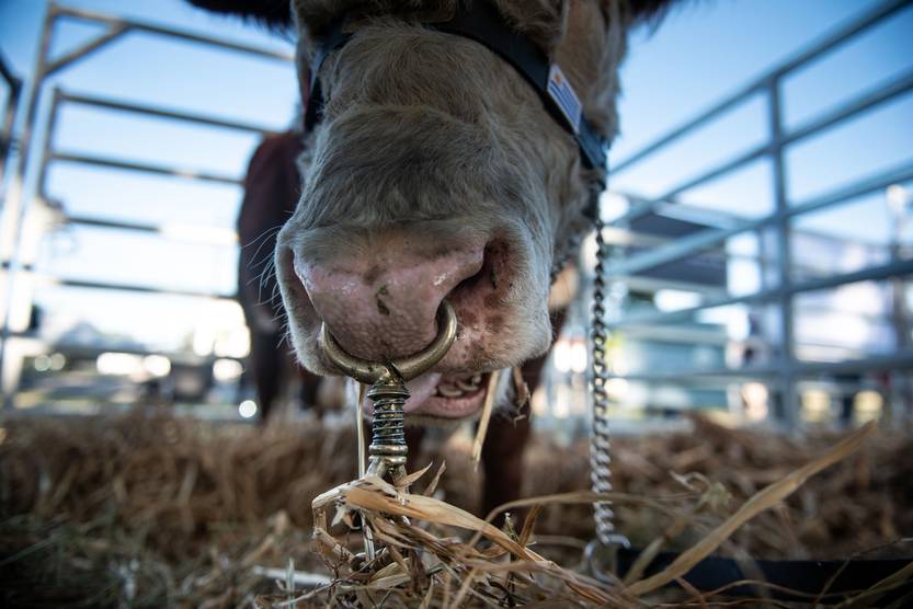 Federación cárnica