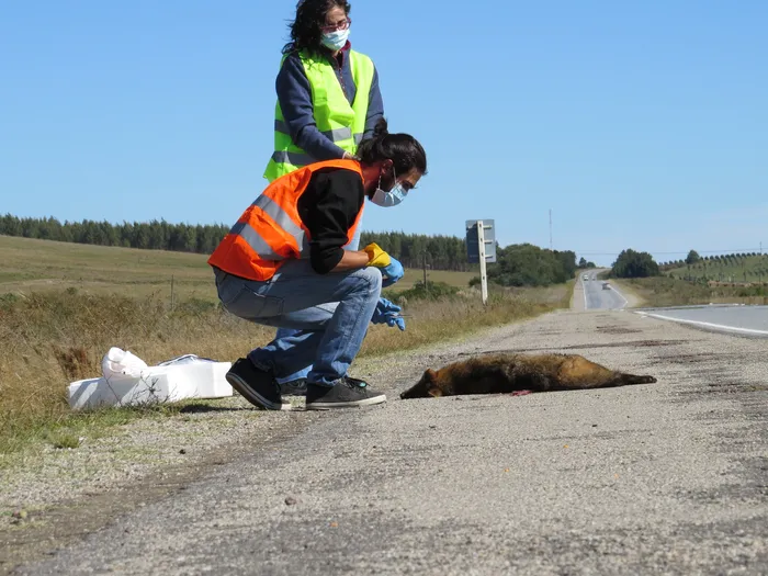 Felipe Montenegro y Natalia Manisse y zorro atropellado en ruta 9 en 2015
Foto: Hugo Coitiño