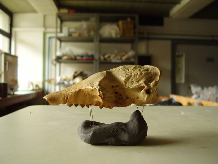 Fósil de cráneo de _Chaetophractus villosus_ del Santa Lucía. · Foto: Pablo Toriño
