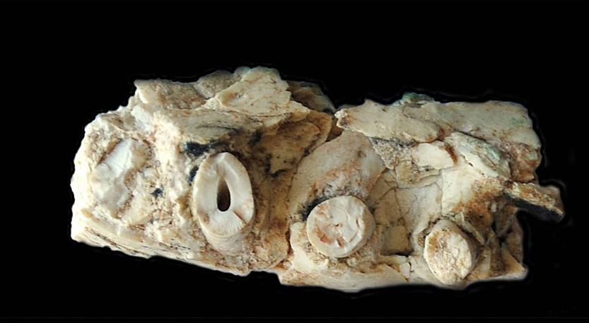 12.14 20210724 Tacuadactylus luciae 3 pterosaurio