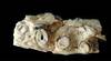 12.14 20210724 Tacuadactylus luciae 3 pterosaurio