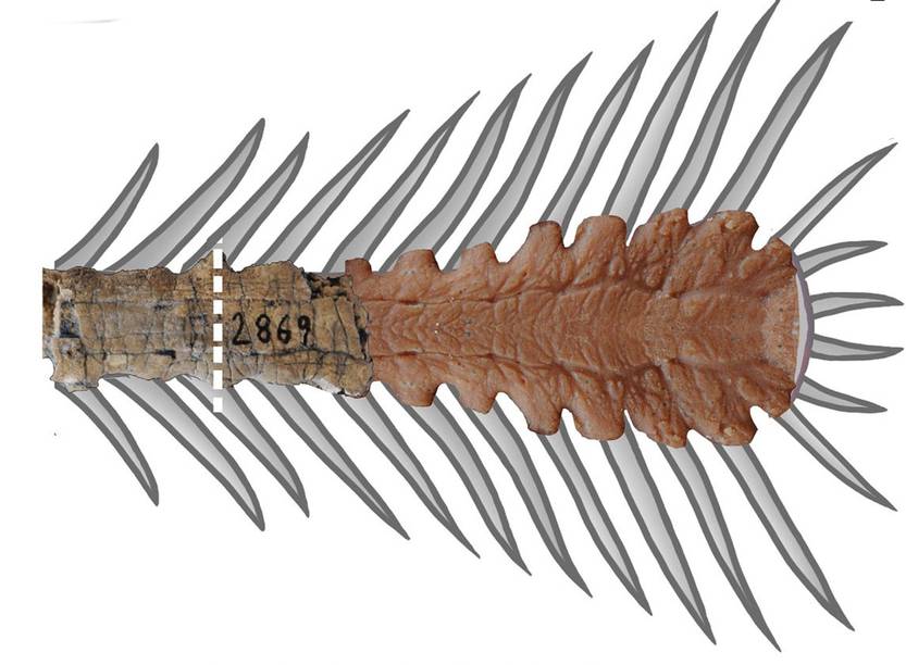 12.14 20210724 Tacuadactylus luciae 2
