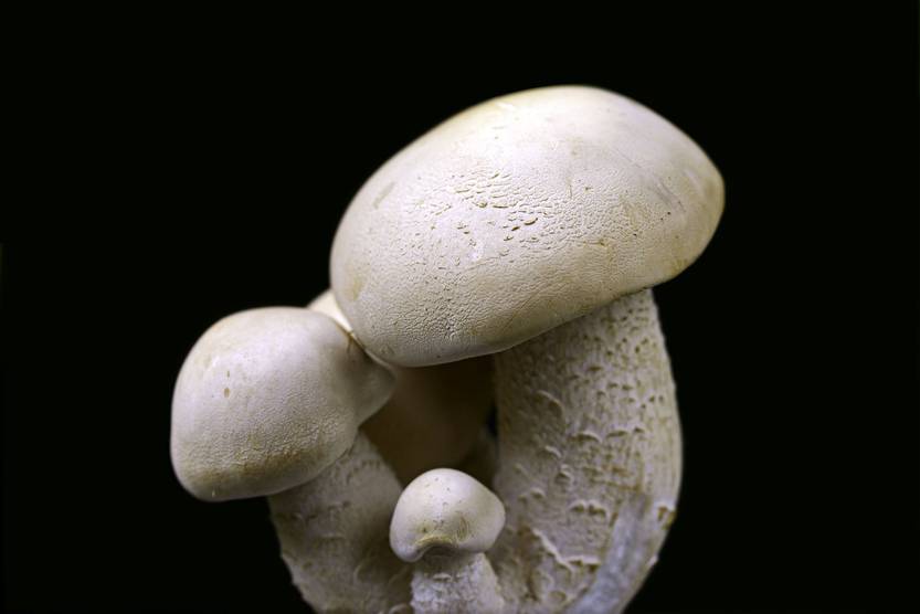 Foto_Hongos_003