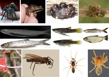 Foto principal del artículo 'El once revelación: una selección de las especies nuevas de animales registradas en Uruguay en el último año'