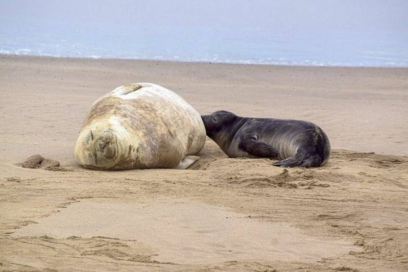 20251013 maldo elefanta