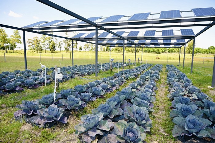 Planta agrofotovoltaica en Durazno. · Foto: Ministerio de Industria, Energía y Minería