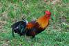 Gallo salvaje