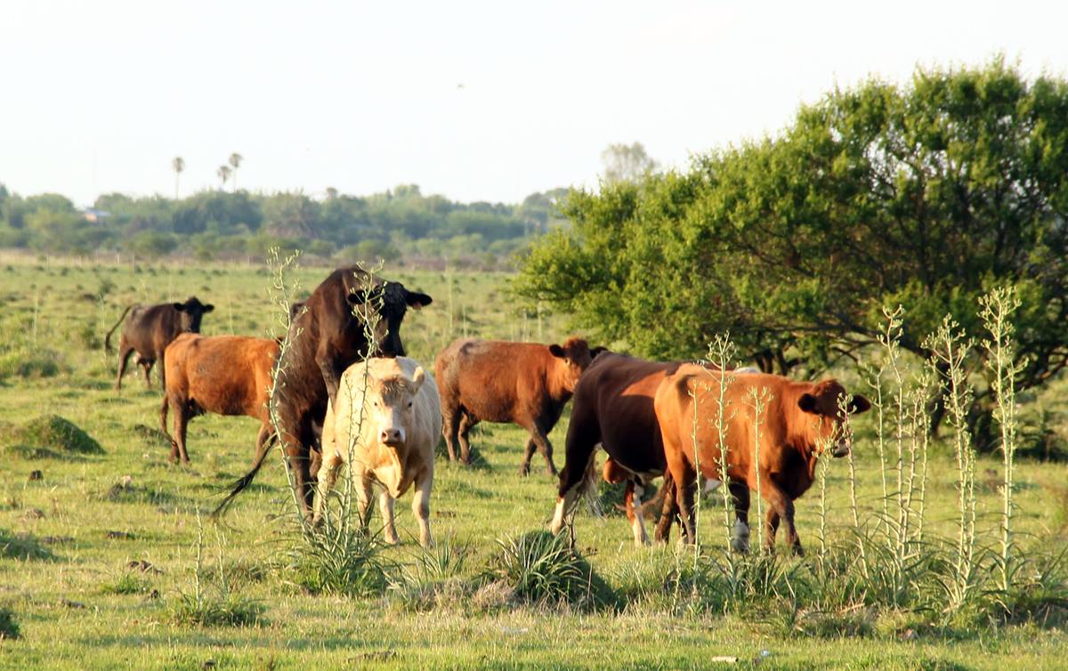 Toros que montan toros: estudio indaga sobre causas y efectos de esta  práctica sexual | la diaria | Uruguay