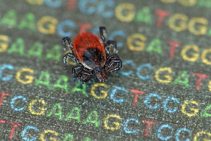 Garrapata de patas negras sobre parte de su código genético.
Foto: Andrew Nuss, University of Nevada