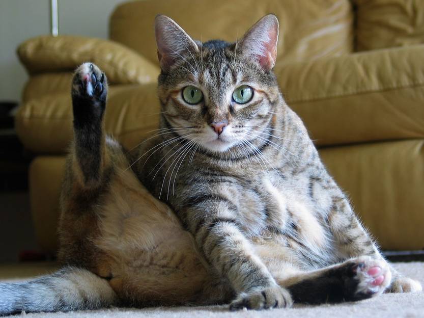 Gato
