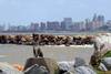 Gato doméstico en costa de Montevideo - foto de Burkh4rt (NaturalistaUY)