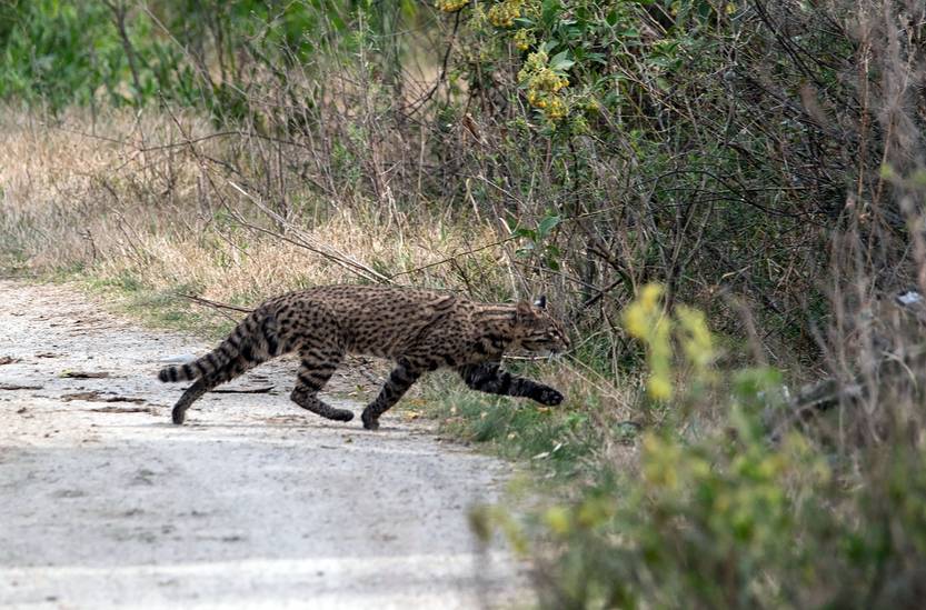 Gato montés en Colonia - foto de  Gabriel Martínez (NaturalistaUY)