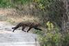 Gato montés en Colonia - foto de  Gabriel Martínez (NaturalistaUY)