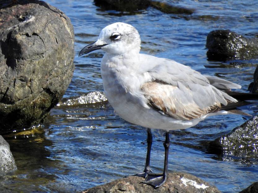 Gaviota reidora juvenil en Piriápolis