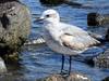 Gaviota reidora juvenil en Piriápolis