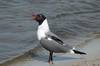 Gaviota reidora