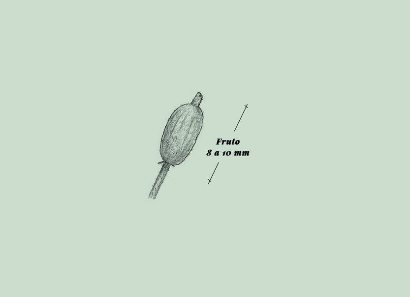 Lento 111 - Flora autóctona 02