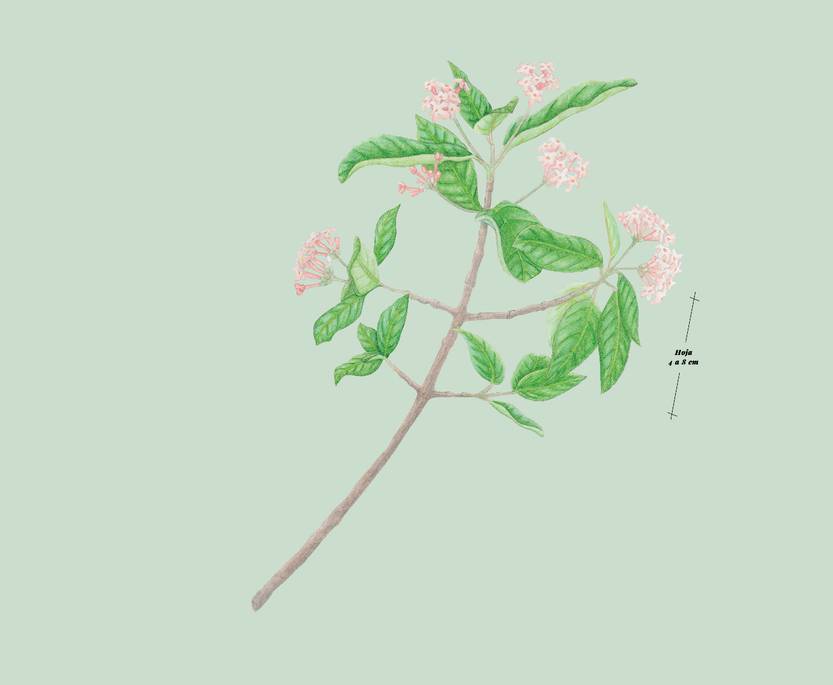 Lento 111 - Flora autóctona 01