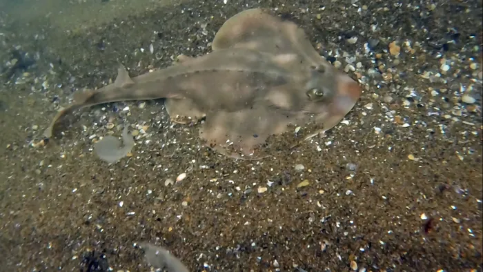 Foto principal del artículo 'La guitarra chica da la nota: filman por vez primera en su ambiente en Uruguay a este pez amenazado'