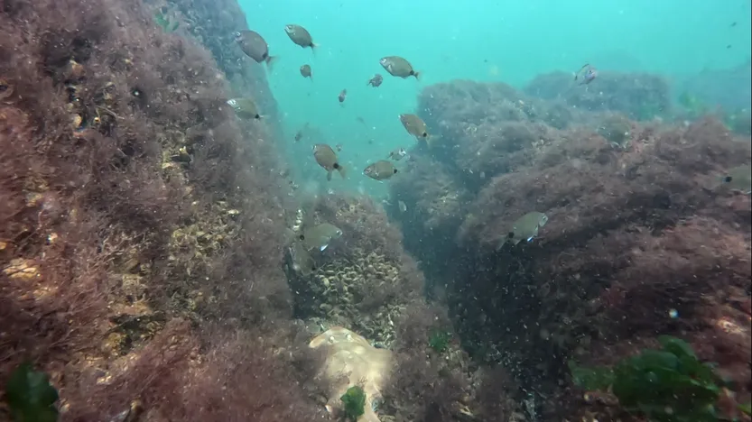 20260326 Guitarra chica