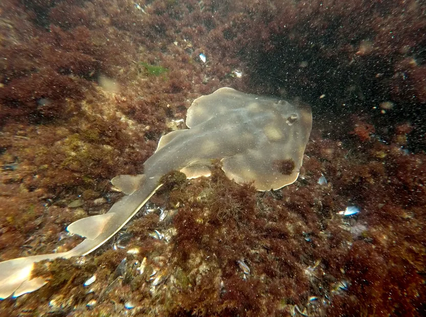 20260326 Guitarra chica 2