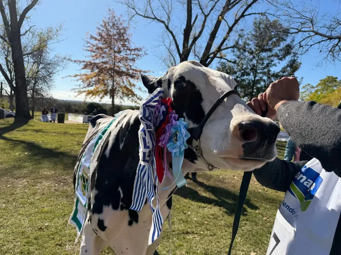 Lanzamiento oficial de la Zafra Lechera 2027, el 24 de mayo, en el Campo de Recría de la Sociedad de Productores de Leche de Florida, ubicado en la localidad de La Cruz. Foto:  Presidencia de la República