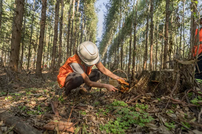 Foto principal del artículo 'UTEC recibe una nueva edición del Día del Hongo' · Foto: Difusión