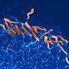 Helicobacter