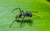 Hembra de la araña imitadora de hormigas Sarinda marcosi. Foto Damián Hagopián Hembra de la araña imitadora de hormigas Sarinda marcosi. Foto Damián Hagopián