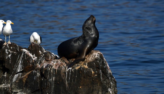 Hembra de león marino (_Otaria flavescens_) en Piriápolis. · Foto: Santiago Mailhos (NaturalistaUY)