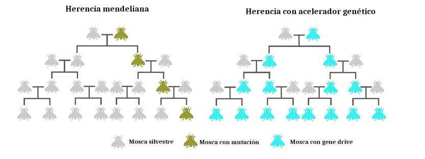 20250607 ciencia Herencia mendeliana