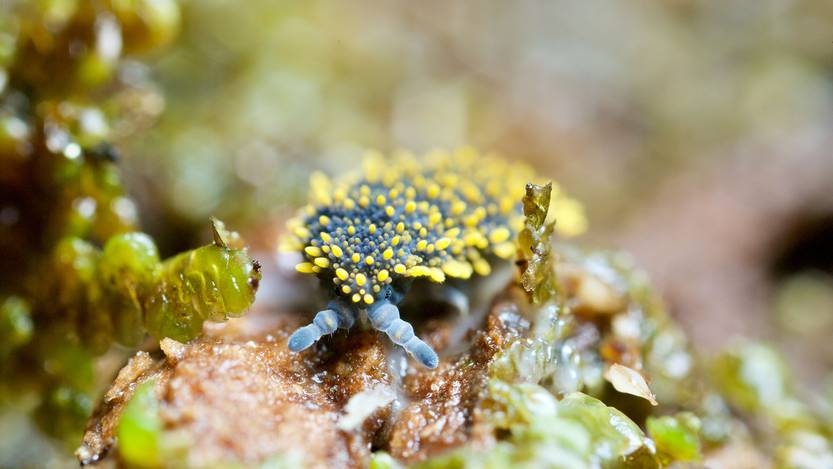 Holacanthella