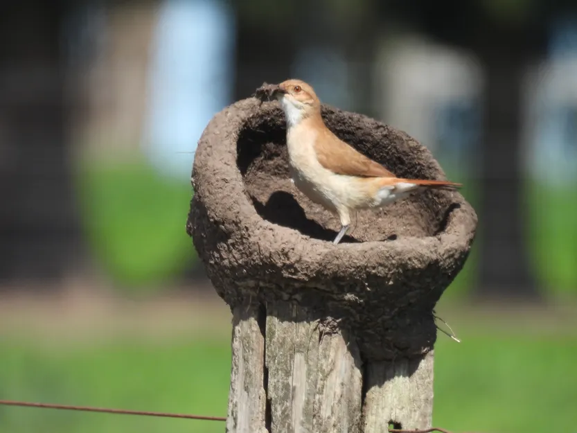 20260416 CIE Horneros