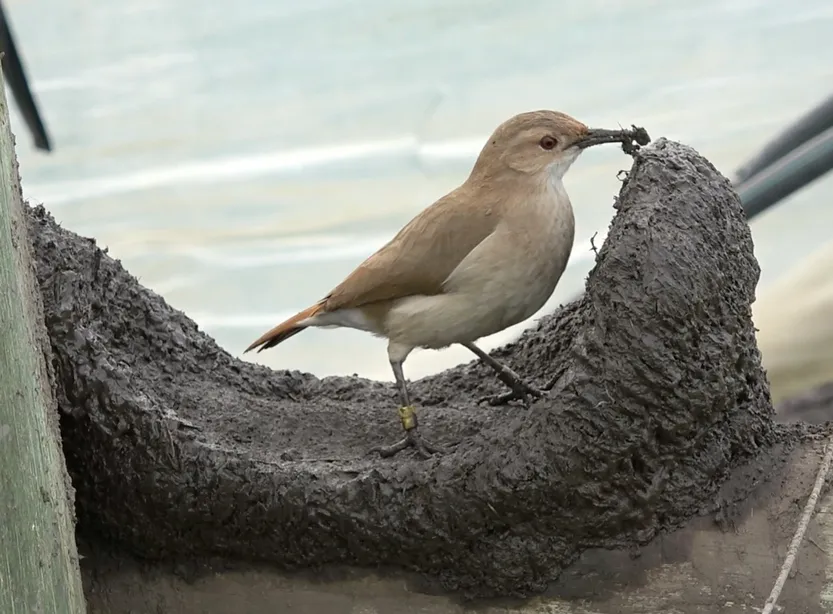 20260417 ciencia hornero 04