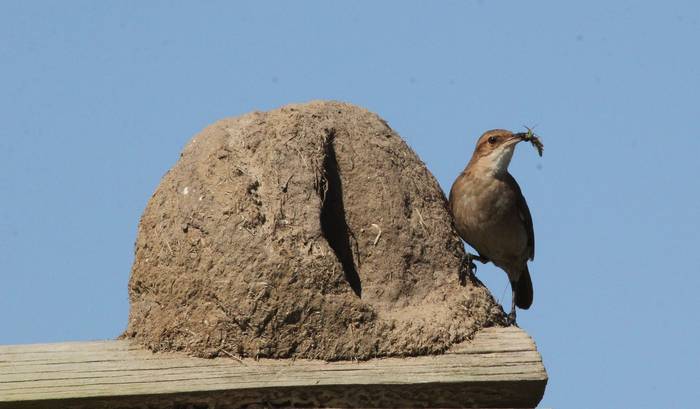 Hornero lleva alimento al nido.