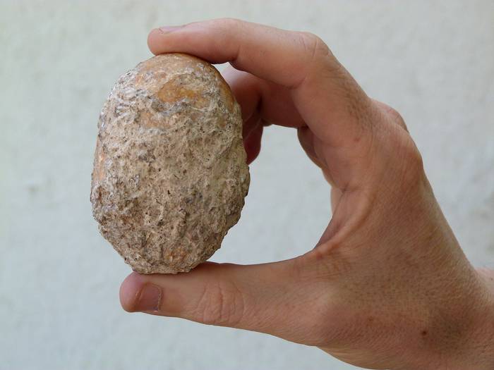 Huevo fósil de ave de unos 16.000 años 