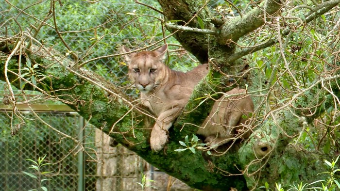 Puma Rodríguez en la reserva de fauna del cerro Pan de Azúcar. (Archivo)