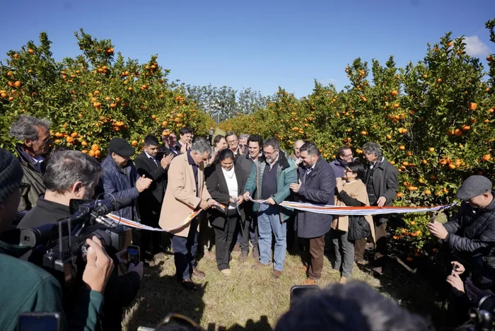 Yamandú Orsi, el 23 de junio, en la inauguración de la zafra citrícola. · Foto: Santiago Fleitas