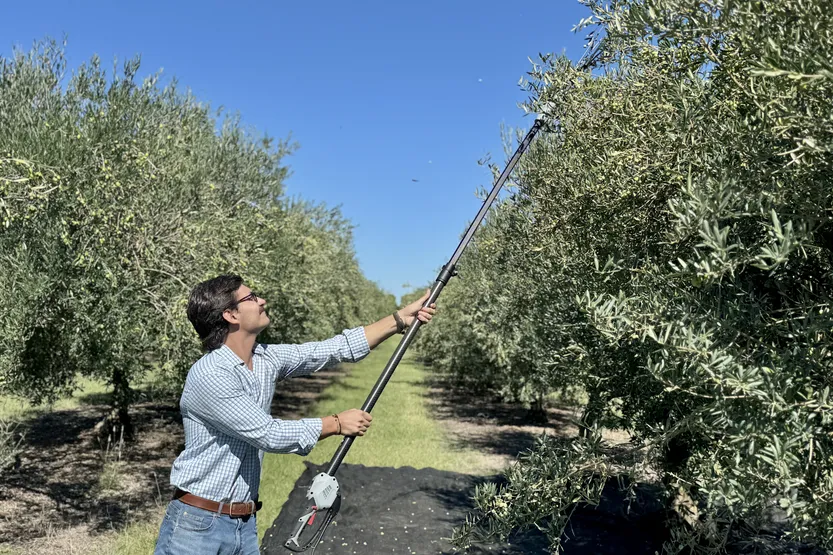 20260101 AGROPECUARIA COSECHAS (olivos) f2