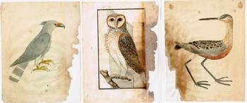 Ilustraciones de Larrañaga de águila coronada, lechuza de campanario y becasa de mar.