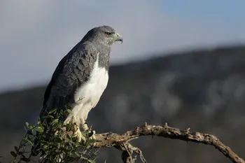 Águila ratonera de pecho negro (_Geranoaetus melanoleucus_) adulta posada en un árbol mientras explora los alrededores. · Foto: Marcelo Casacuberta
