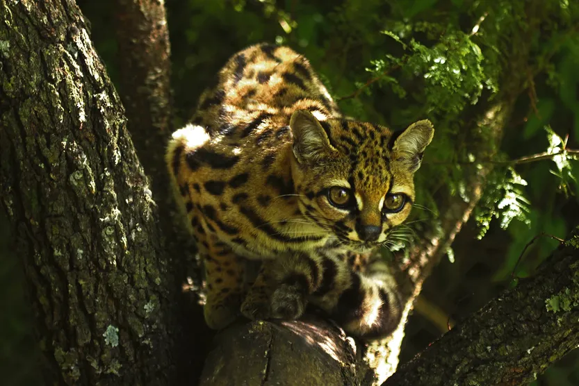 28 20260214 infantiles 2