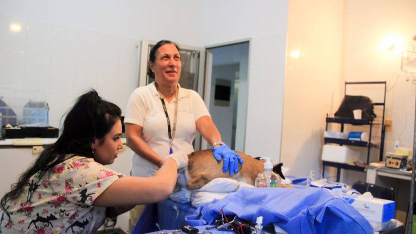 Inseminación  de venado