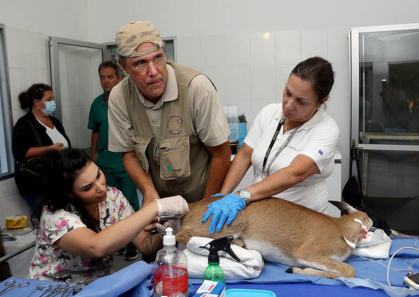 Inseminacion